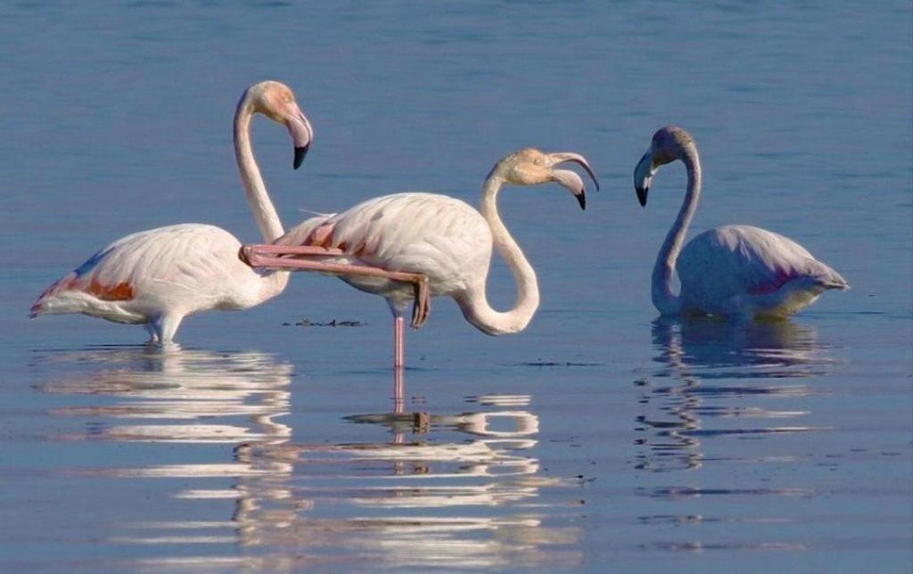 O Cantinho Da Ria Torreira Buitenkant foto